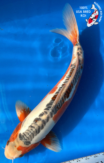 15.5" Shusui Koi #J1914(M20)