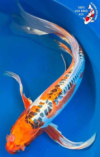 20" Kinsui Butterfly Koi #K1172411(M20)  