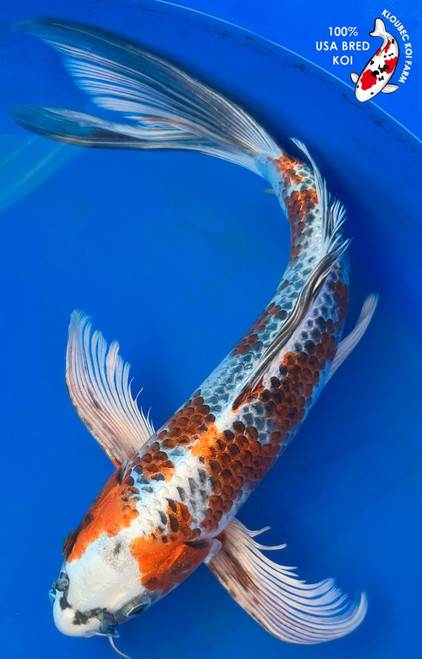 17" Kujaku Butterfly Koi #K1131(M20)  