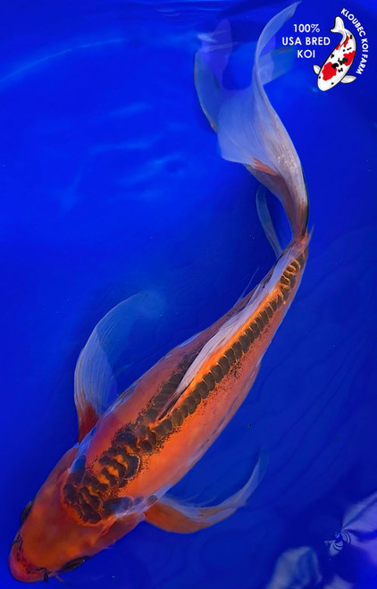 Shusui Koi | Scaleless Blue Koi with Red Patterns | Kloubec Koi