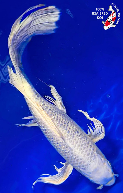 13" Gin Rin Ogon Butterfly Koi #K198(M20)