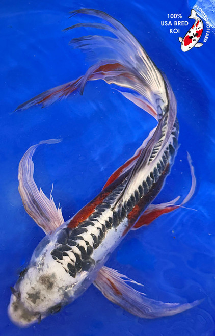 14" Kinsui Butterfly Koi #K1910(M20)