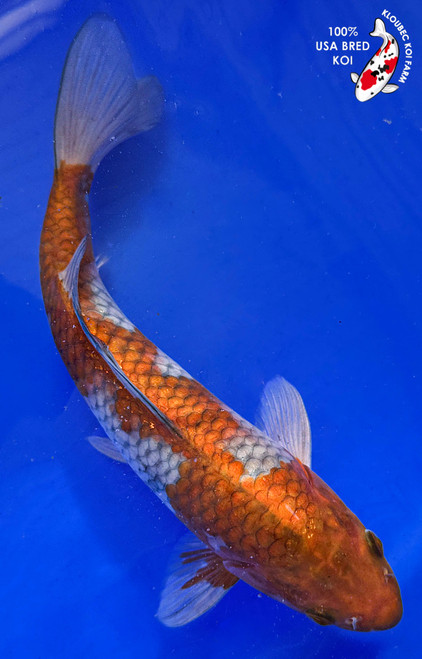 10" Ochiba Koi #K1911(M20)