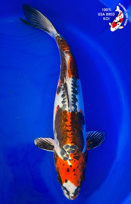 14" Beni Kikokuryu Koi #K1916(M21)