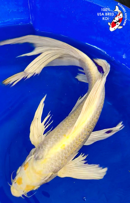 16" Yamabuki Ogon Butterfly Koi #K1917(M21)