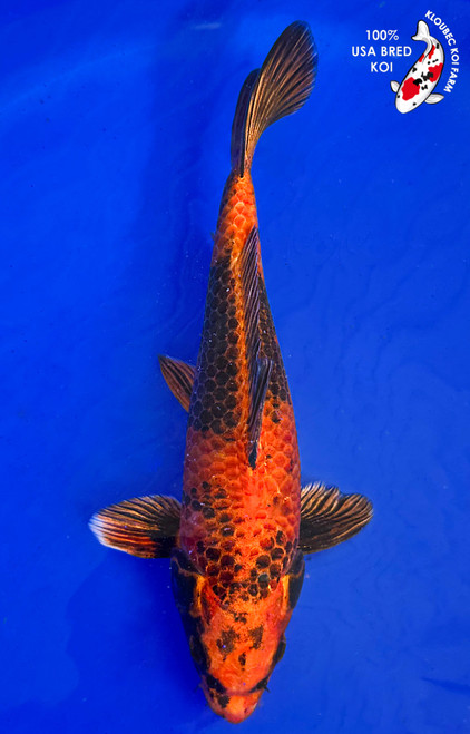 Standard Fin Koi | Bright Colored Fish w/ Regular Fins | Kloubec