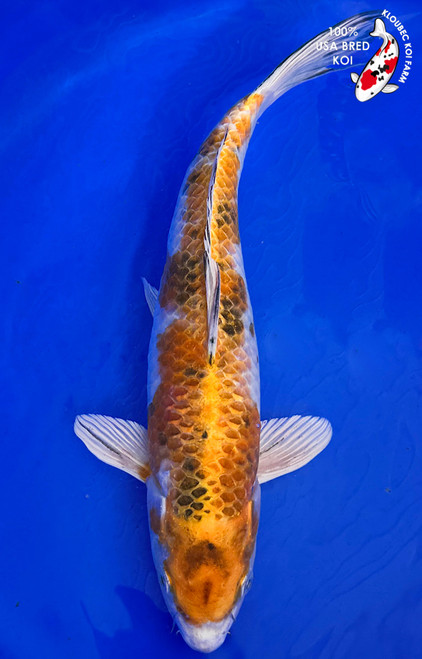 12" Kin Showa Koi #K1923(M21)