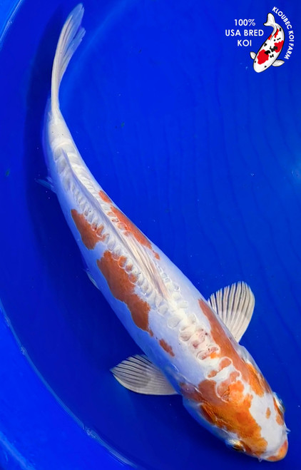 13" Doitsu Hariwake Koi #K1924(M21)