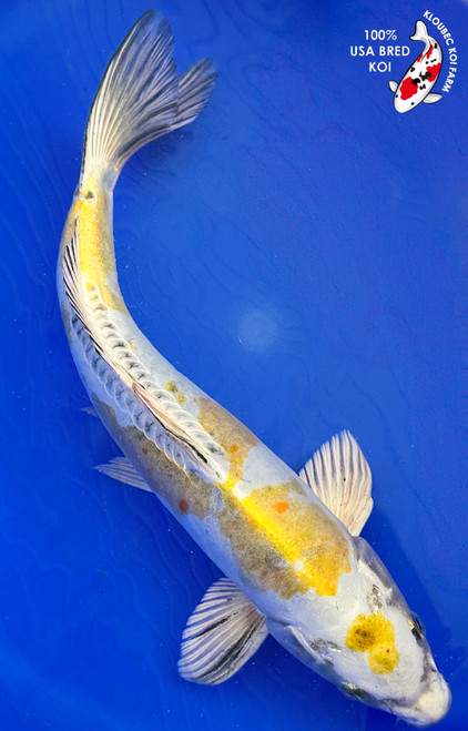 13" Hesei Nishiki Koi #K1925(M21)