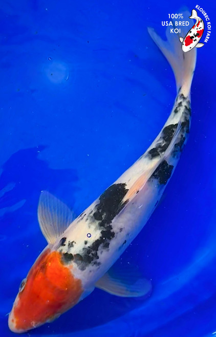Standard Fin Koi | Bright Colored Fish w/ Regular Fins | Kloubec