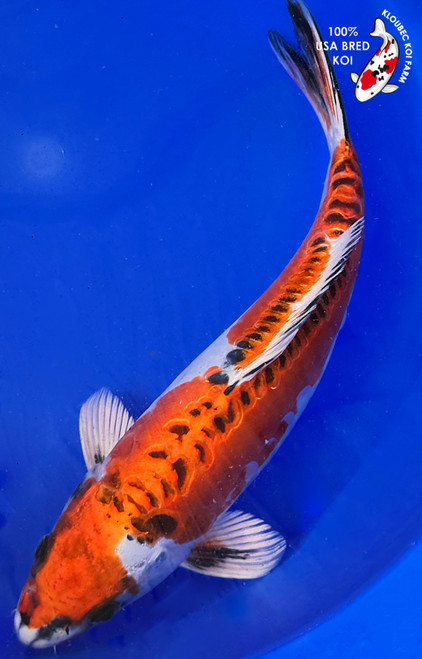 12" Beni Kikokuryu Koi #K1930(M21)