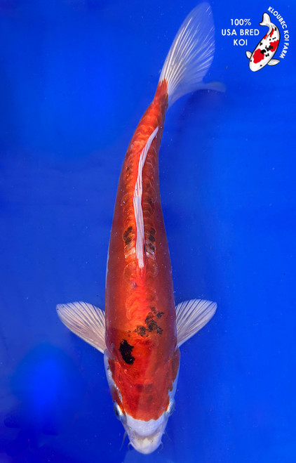 11" Doitsu Yamato Nishiki Koi #K1931(M21)