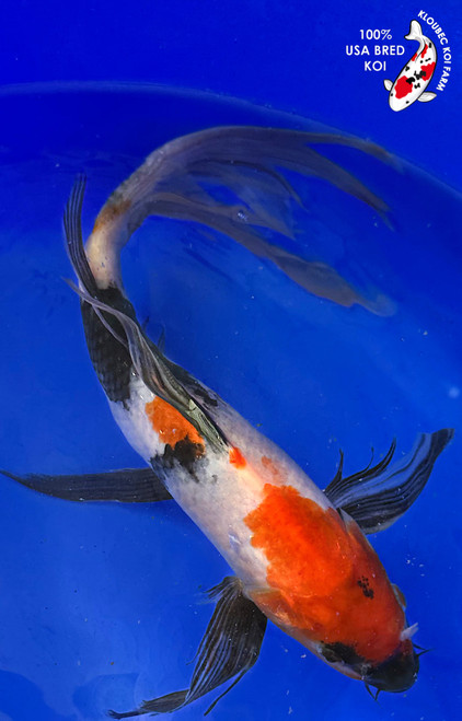 11" Showa Butterfly Koi #K1934(M21)