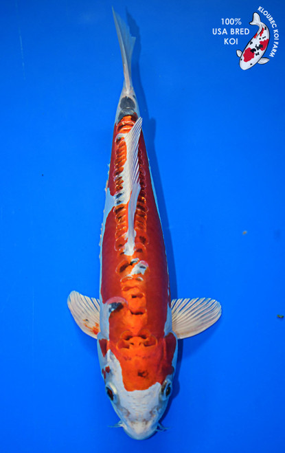Koi Fish for Sale | Buy Japanese Koi Varieties Online | Kloubec