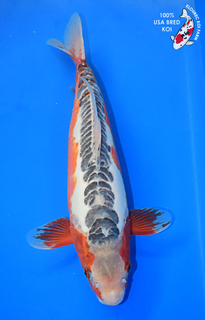 Koi Fish for Sale | Japanese Koi Varieties Online | Kloubec Koi