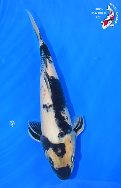 11" Shiro Utsuri  #L4131(M21)