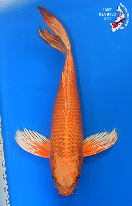 15" Orenji Ogon Butterfly #L4188(M21)