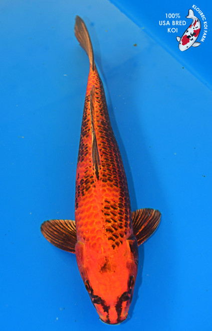 Koi Fish for Sale | Japanese Koi Varieties Online | Kloubec Koi