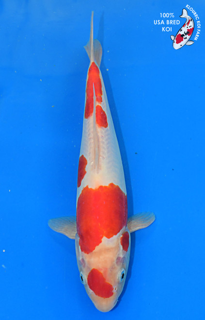 11.5" Doitsu Kohaku #L4203(M21)