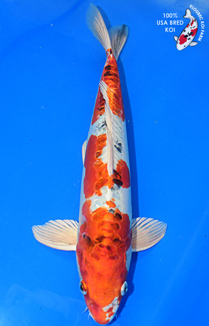 15" Doitsu Yamato Nishiki #L4222(M21)