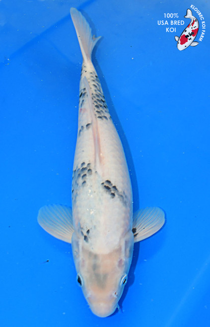 14" Shiro Utsuri  #L4226(M21)