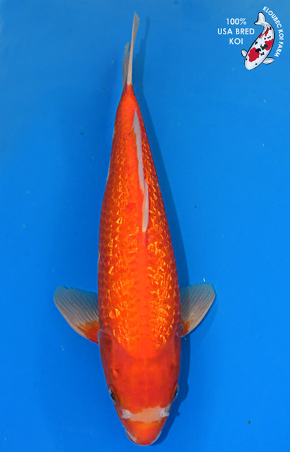 15" Gin Rin Kohaku #L4241(M21)