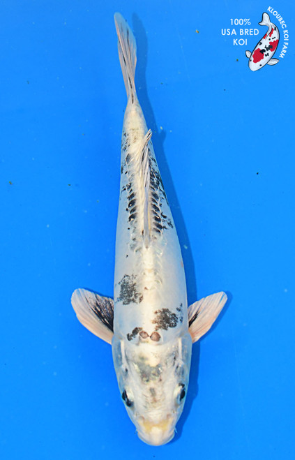 10" Kikokuryu  #L4250(M21)