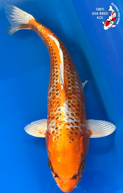 Koi Fish for Sale | Japanese Koi Varieties Online | Kloubec Koi