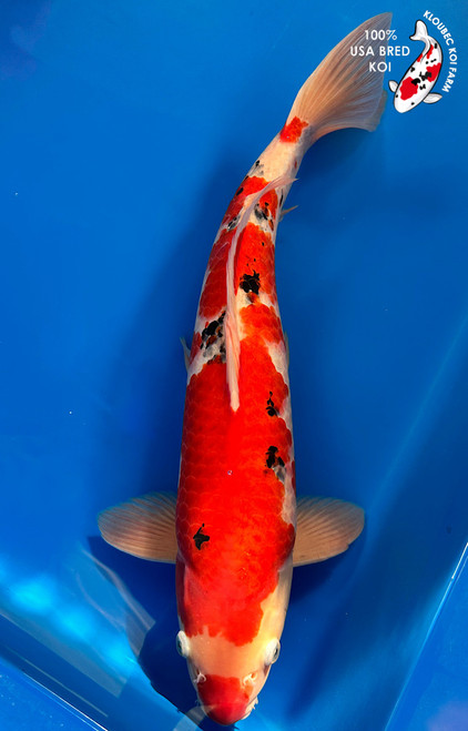 20"  Sanke Koi #K1155(M23)