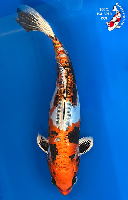 Koi Fish for Sale | Japanese Koi Varieties Online | Kloubec Koi
