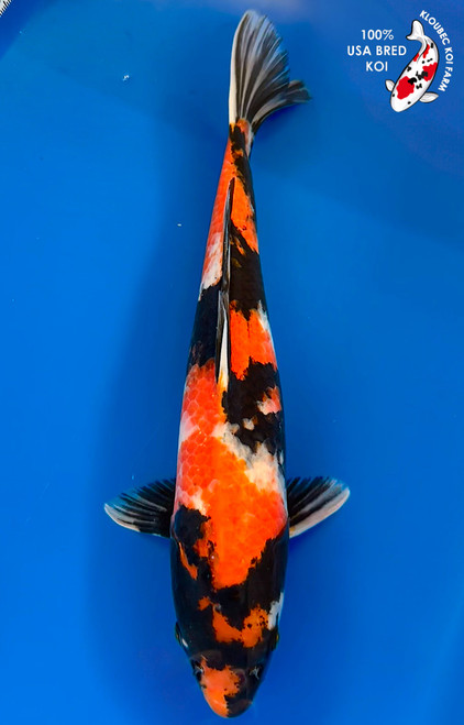 16" Showa Koi #K1158(M23)