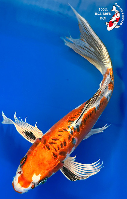15" Beni Kikokuryu Butterfly Koi #K11511(M23)