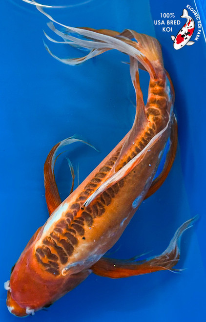 15" Shusui Butterfly Koi #K11514(M23)