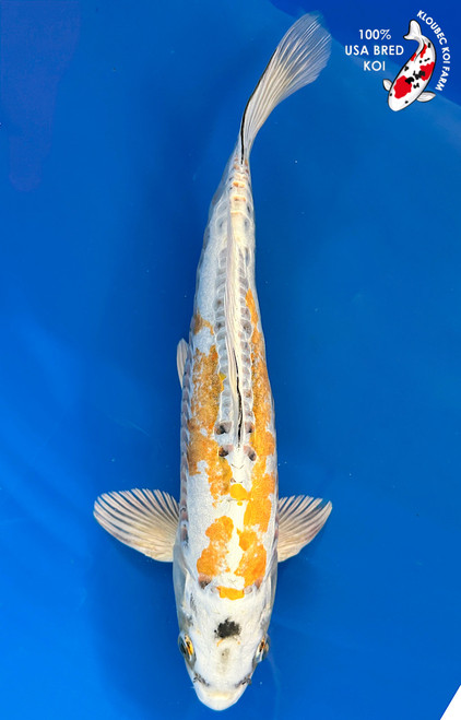 Yellow Koi Fish for Sale | Yamabuki Ogon & More Gold Carp