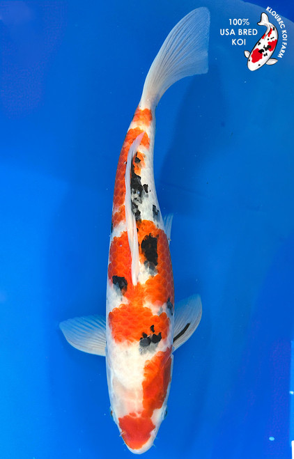 14.5" Sanke Koi #K11519(M23)