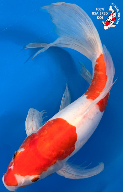 13" Doitsu Kohaku Butterfly Koi #K11521(M23)