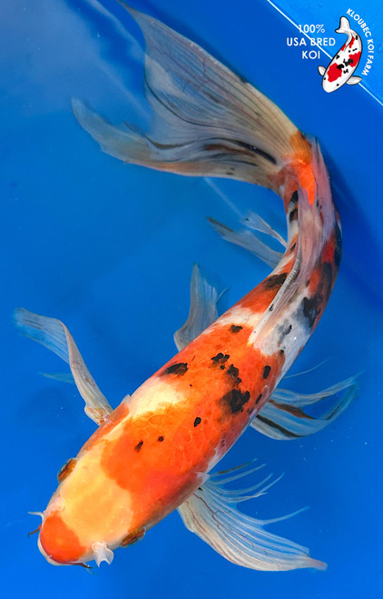 15" Sanke Butterfly Koi #K11522(M23)