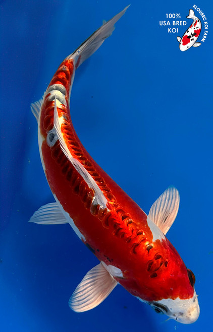 12" Beni Kikokuryu Koi #K11524(M23)