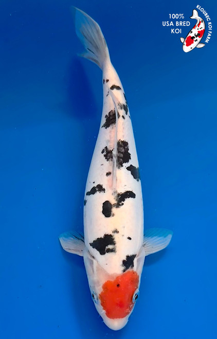 Koi Fish for Sale | Buy Japanese Koi Varieties Online | Kloubec