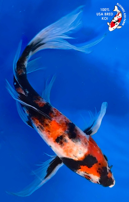 Butterfly Koi for Sale | Longfin & Dragon Koi Fish | Kloubec Koi