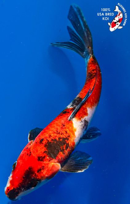 8.5" Showa Koi #K11527(M23)