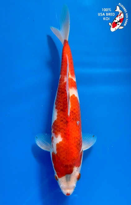 Koi Fish for Sale | Japanese Koi Varieties Online | Kloubec Koi