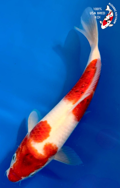 11" Goromo Koi #K11535(M23)