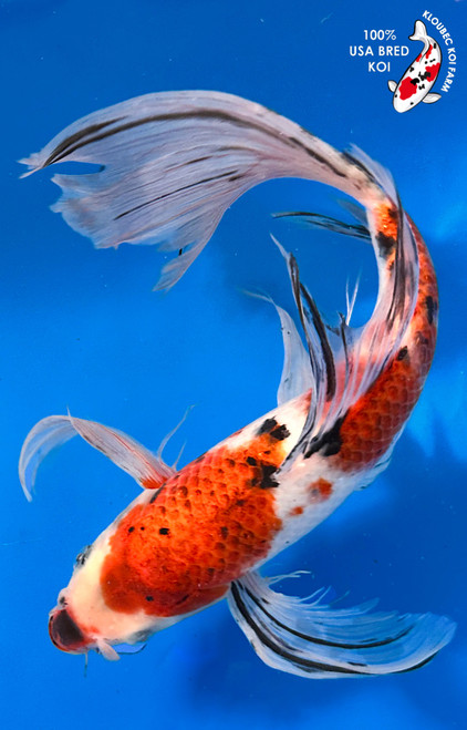 Koi Fish for Sale | Buy Japanese Koi Varieties Online | Kloubec