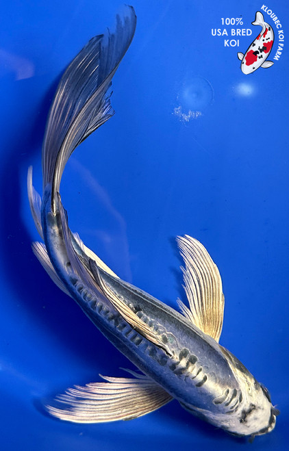 12" Kikokuryu Butterfly Koi #J1103(X1)