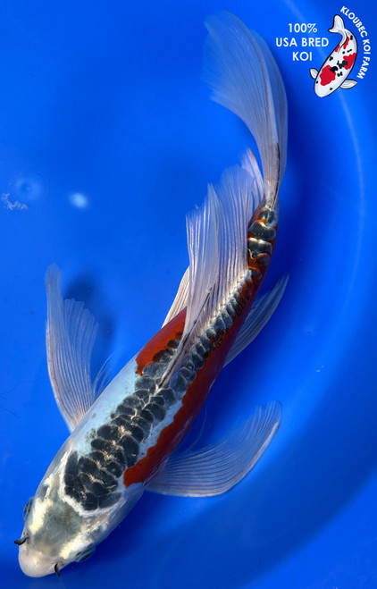 Shusui Koi for Sale | Scaleless Red-Patterned Blue Koi Fish