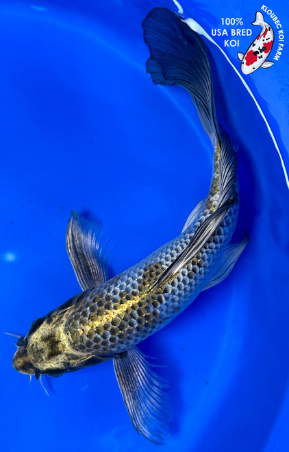 Koi Fish for Sale | Buy Japanese Koi Varieties Online | Kloubec