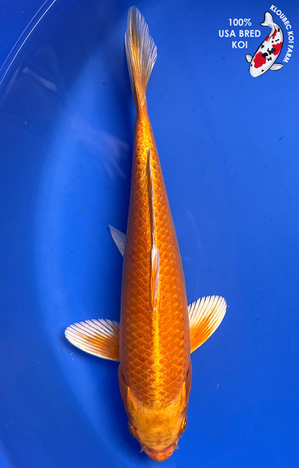 Shop Koi by Color | Patterned & Single-Color Koi Varieties