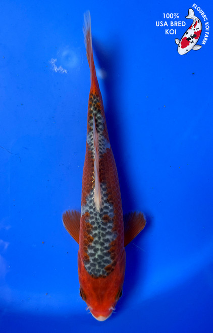 7" Asagi Koi #J11015(P11)