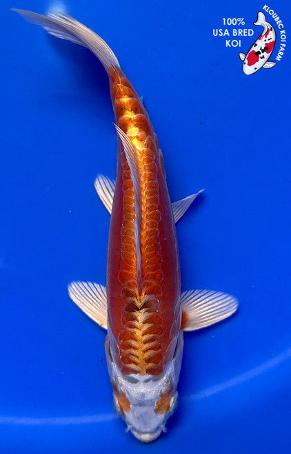 6.5" Doitsu Hariwake Koi #J11017(P11)